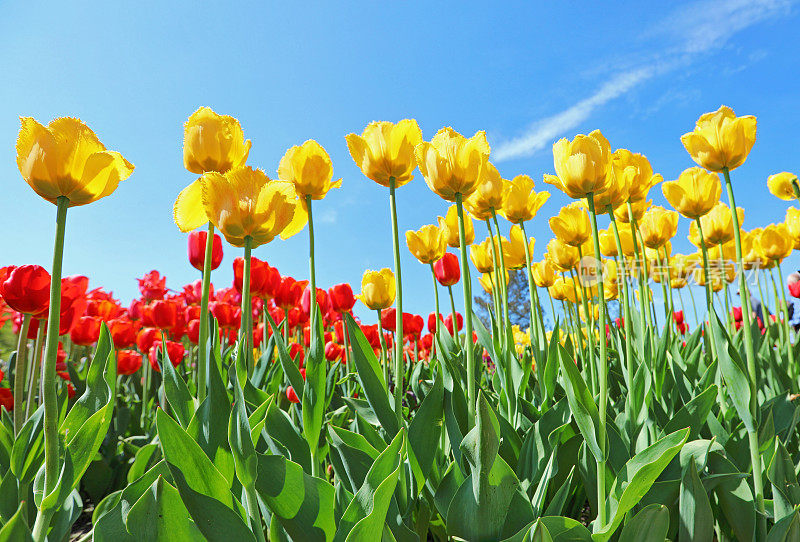 田野里盛开着五颜六色的郁金香，包括黄色的百合。