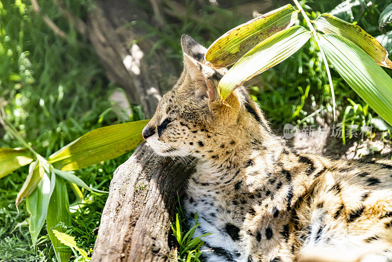 薮猫大猫