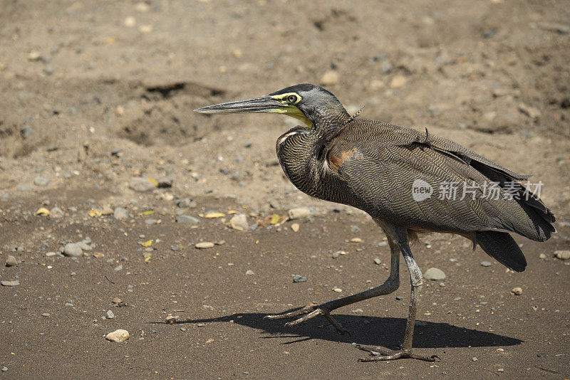 Bare-throated老虎鹭