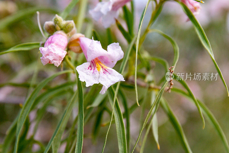 沙漠之花