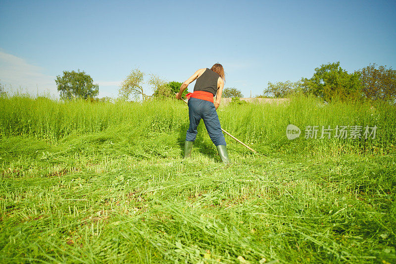 农民在夏季草地上用经典的镰刀割草