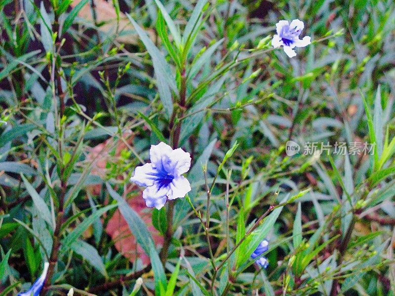 紫菜园，紫菜属