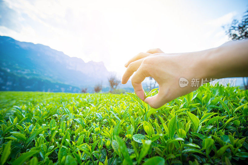 采摘茶叶