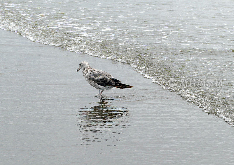 波涛中的海鸥