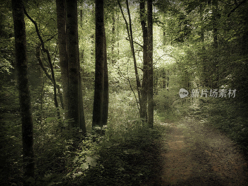 蓝绿森林深处的路。软焦点;神奇的氛围;田园诗-柔和的颜色