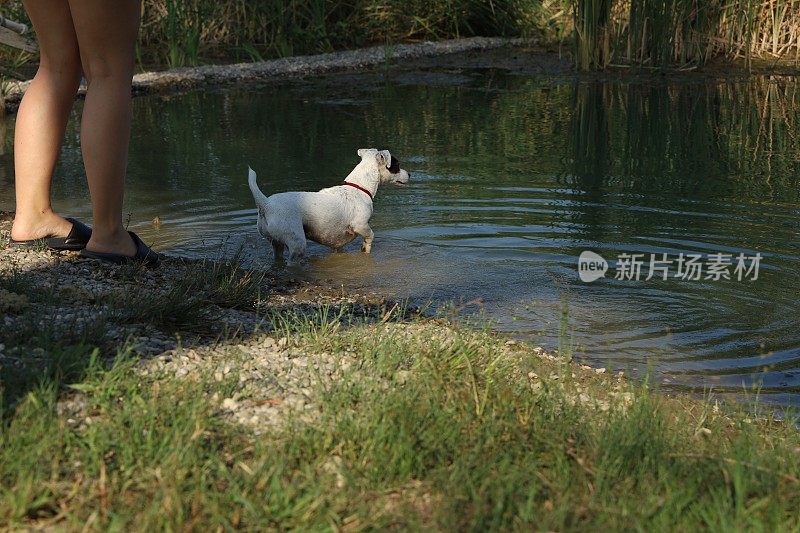 小杰克罗素梗