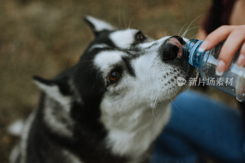 狗喝瓶子里的水