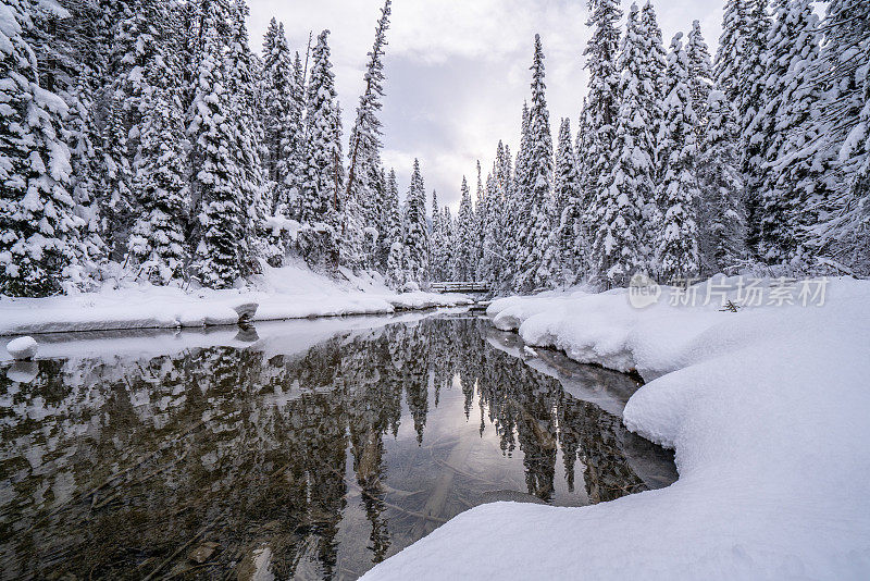 冬天被雪覆盖的松树和反映自然景观的河流-加拿大