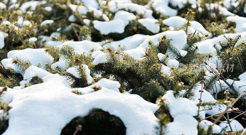 覆盖着雪的针叶树