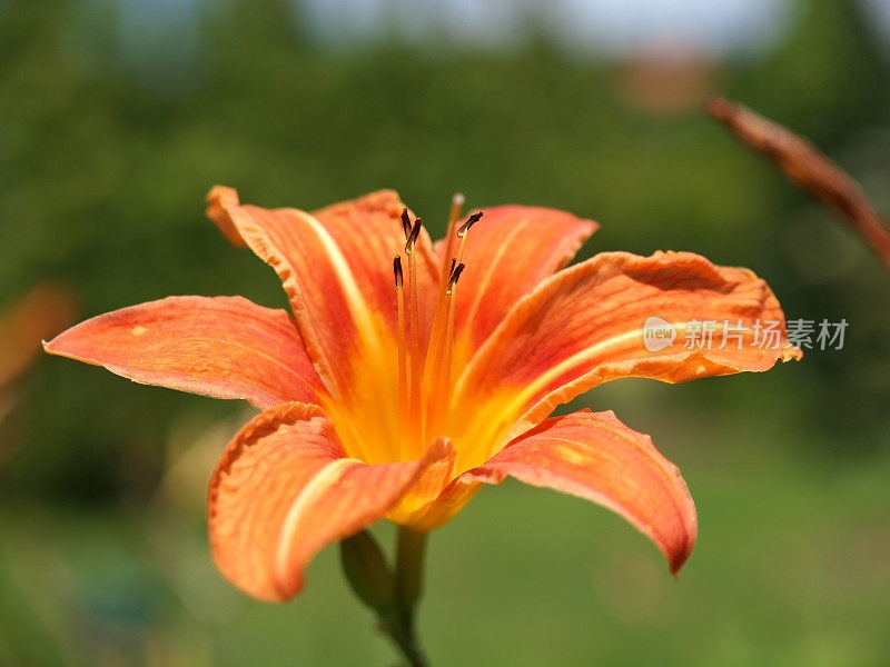 黄花菜开花