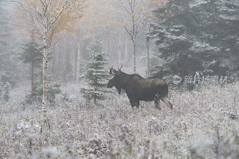 年轻的公驼鹿在第一场雪，阿尔萨斯阿尔萨斯。