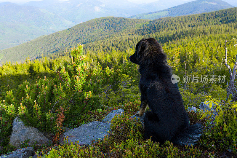 黑狗在山中迎接早晨