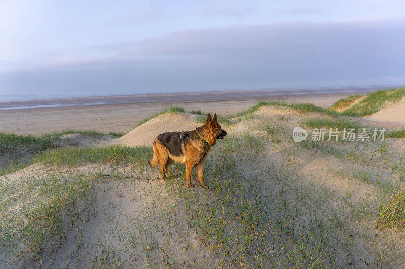 德国牧羊犬肖像