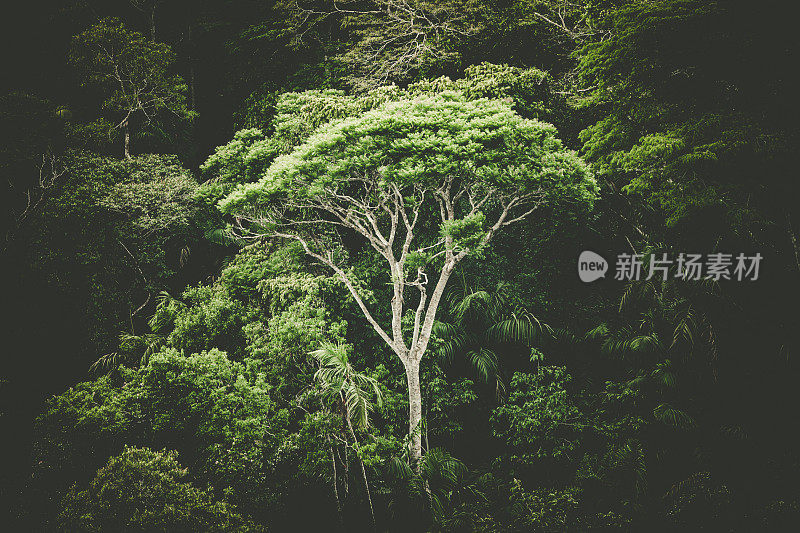 热带雨林的树,巴拿马