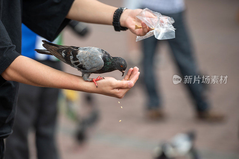 马来西亚，人喂鸽子