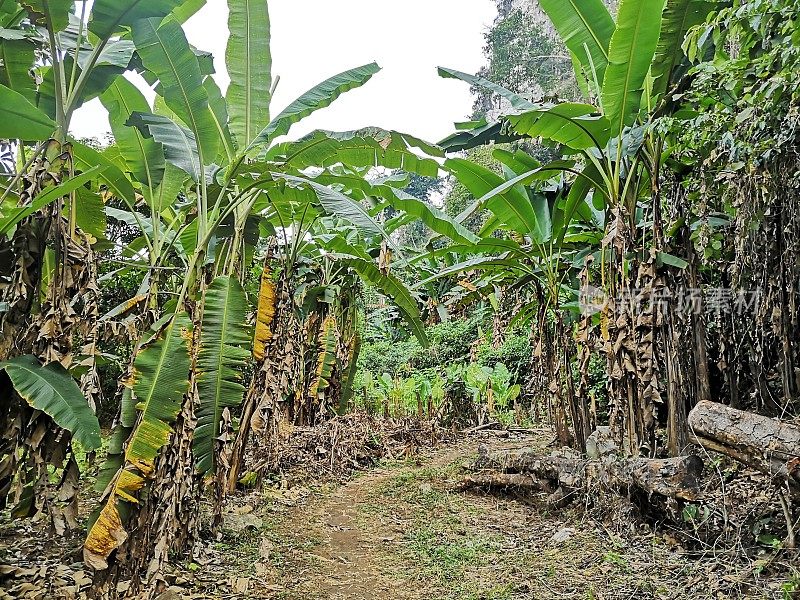 老挝万荣的香蕉种植园