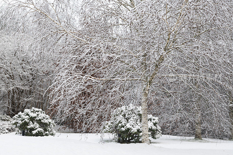 公园里的冬季景观，12月的树木被雪覆盖