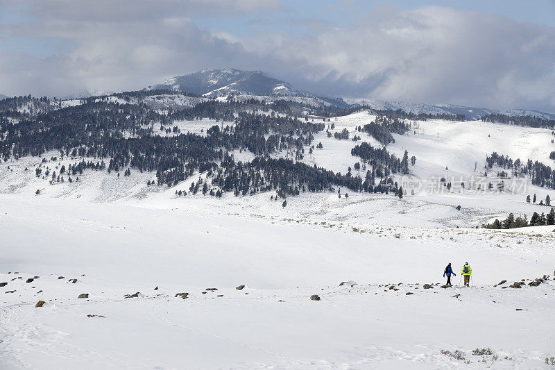冬季雪地靴对黑尾鹿高原黄石国家公园怀俄明州