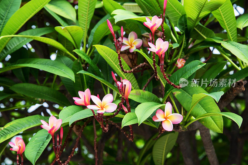 粉红色的鸡蛋花盛开，树上的叶子是绿色的