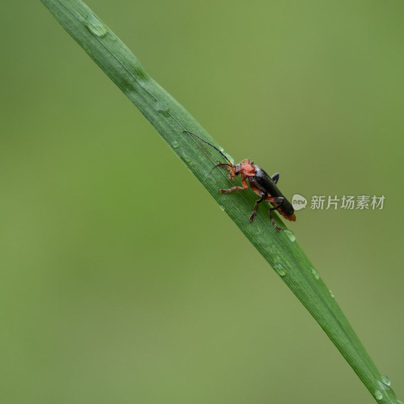 一个士兵甲虫(Cantharidae)在一片草叶上的特写