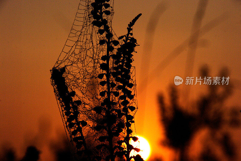 荒原上灿烂的日出