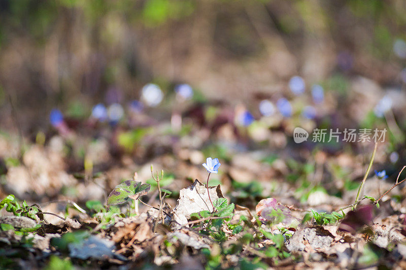 春花欧洲。高贵的五月花。碧眼春雨长睫毛，滴泪雨叫这花在人身上。花在老落叶林的背景上的树