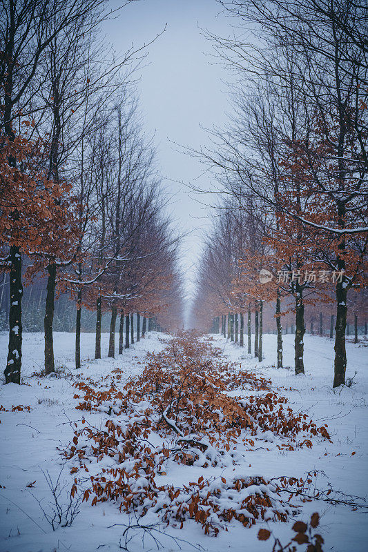 在寒冷的冬日里，刚刚下过雪的山毛榉树林里的小路