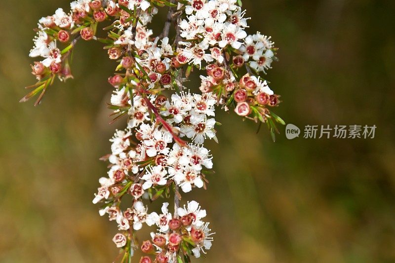 卡努卡（昆泽亚埃里诺德）茶树