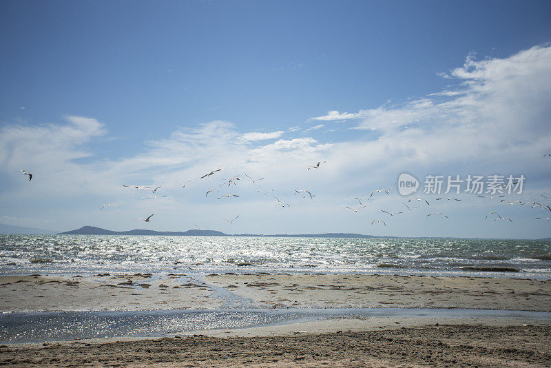 海滩上的海鸥