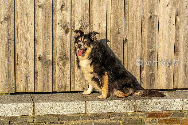 博德牧羊犬坐在木篱笆前