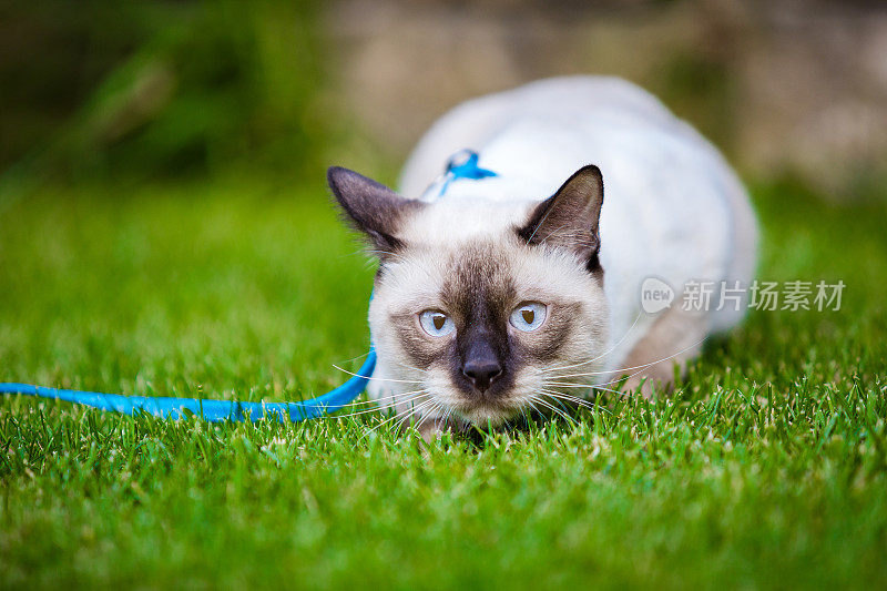 一个成年湄公河短尾猫在绿色草地上摆姿势的特写。一只牵着蓝色皮带的猫在绿色的草坪上散步。小猫，暹罗类型，湄公河短尾行走在草地上