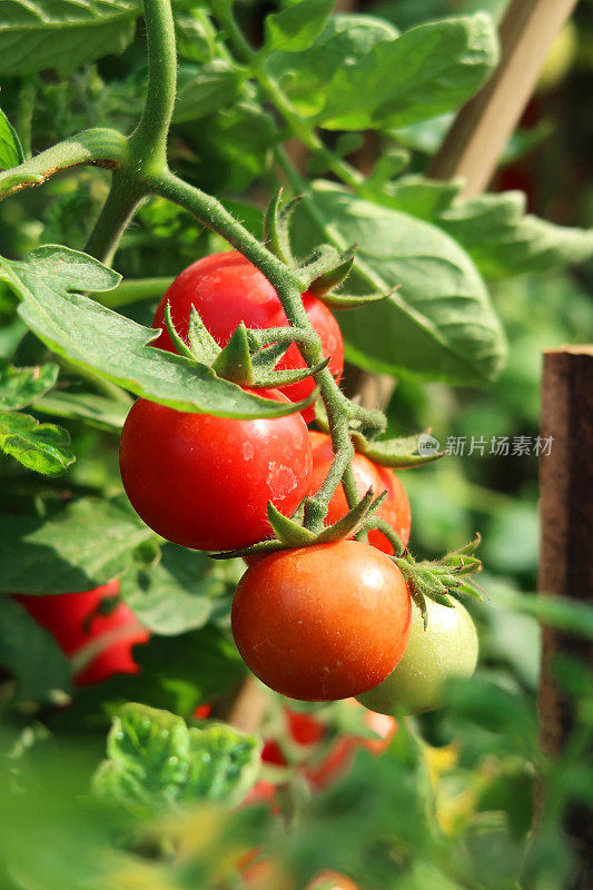 近距离拍摄的红色番茄在藤蔓植物上(茄-番茄)，生长在外面，聚焦前景