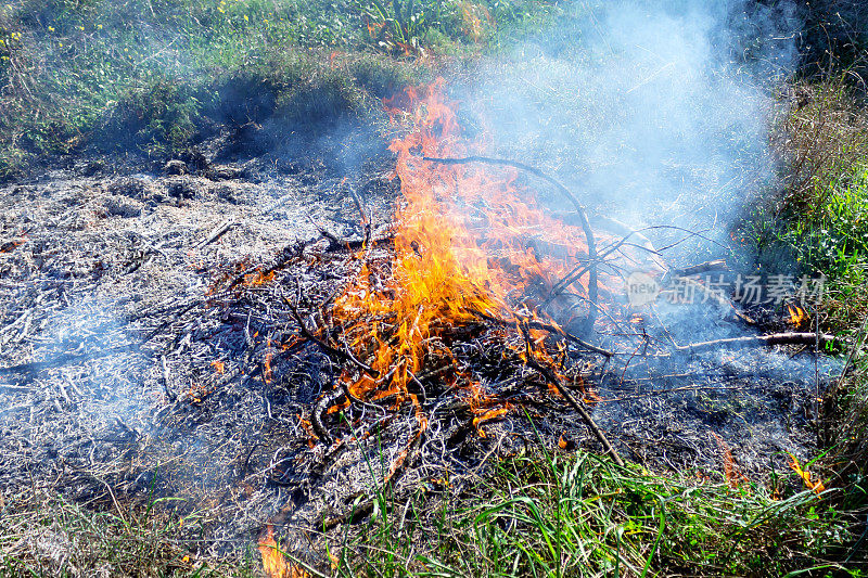燃烧的干草。野火由于炎热多风的天气。概念-粗心的行为与火灾，生态灾难，自然灾害。