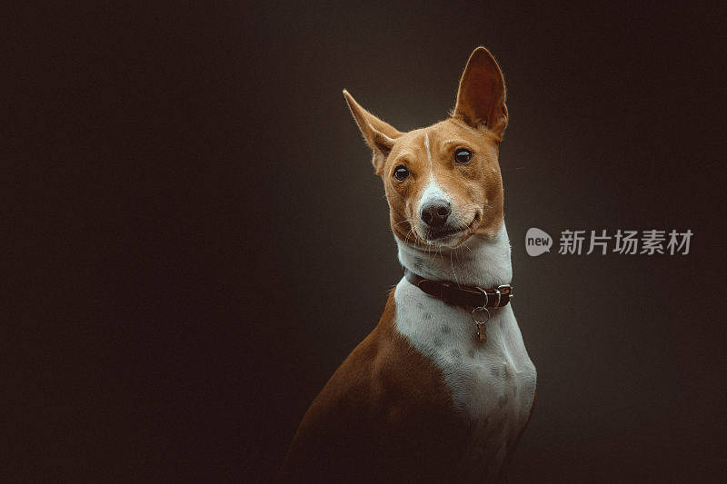 巴辛吉梗犬