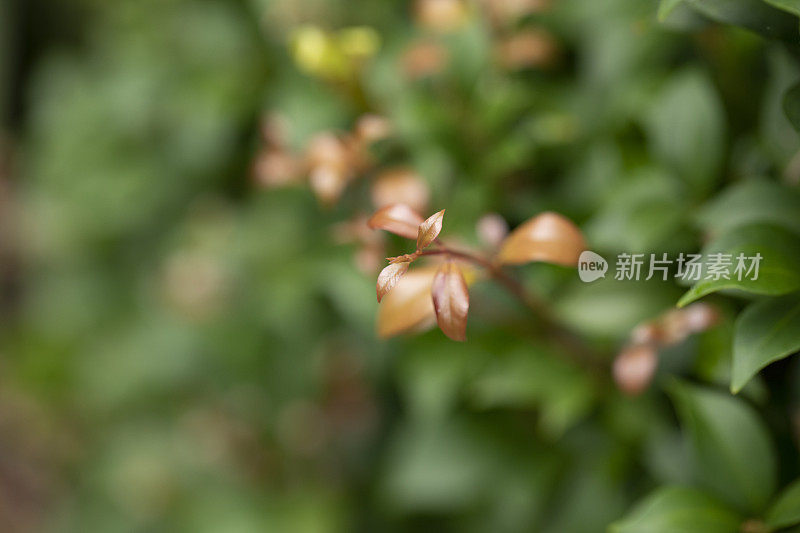 澳大利亚本土植物