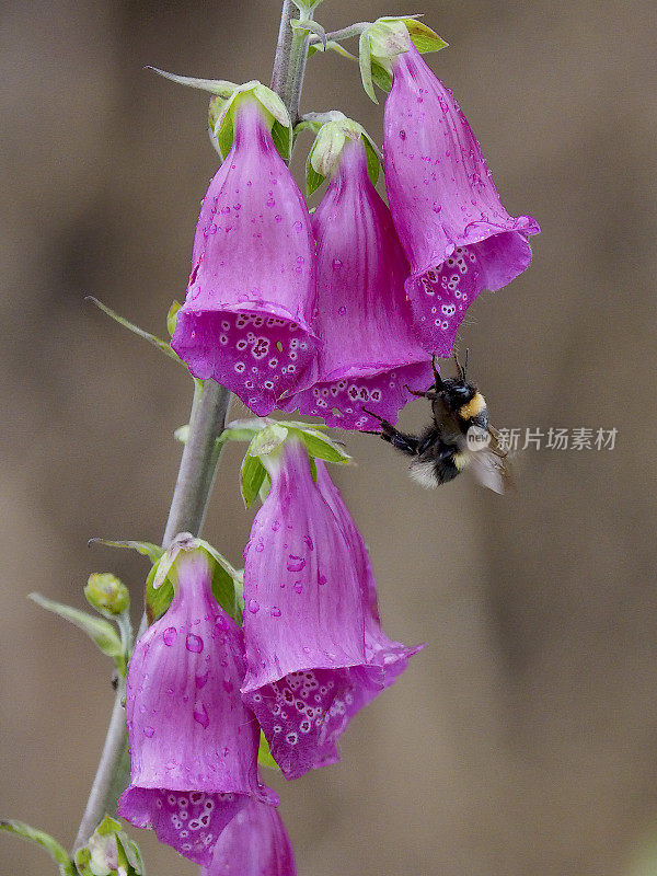一只大黄蜂在紫色的毛地黄花丛中游荡