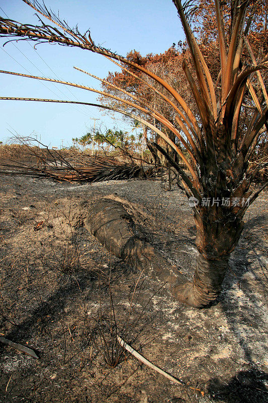 巴伊亚州的植被火灾