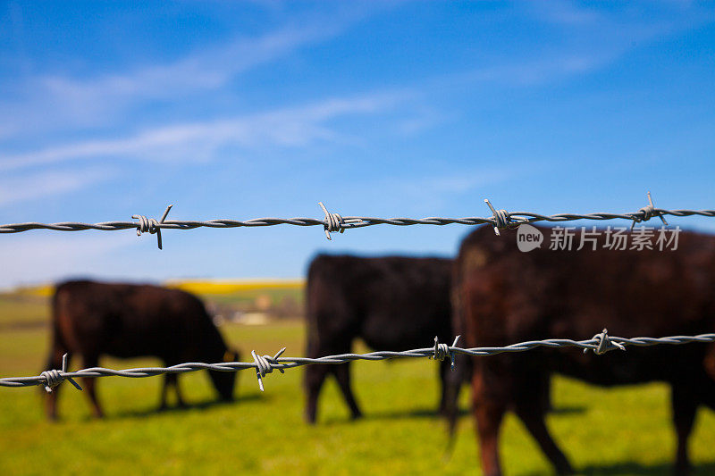 肉类工业概念-家畜牛