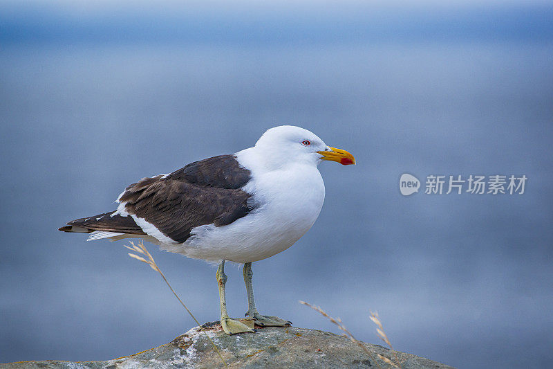 巴塔哥尼亚马格达莱纳岛的凯尔普海鸥（拉鲁斯·多米尼加）