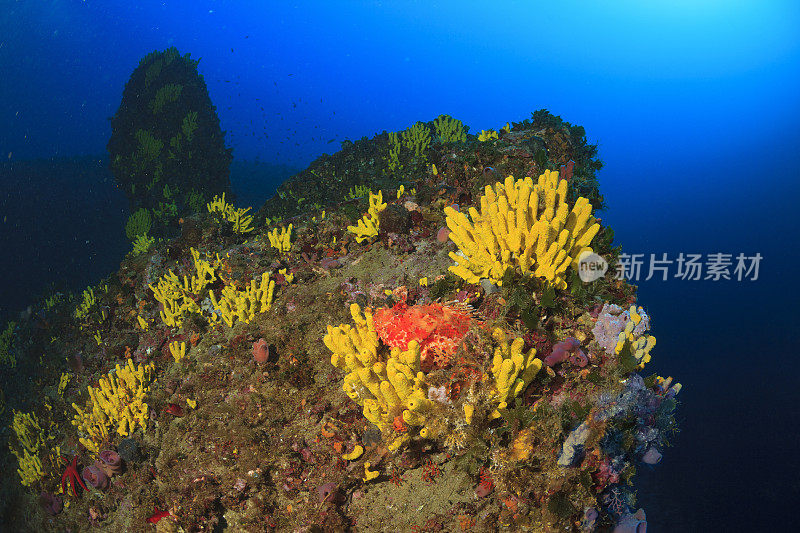 水下红蝎子鱼在海洋深处的鱼海洋生物地中海的海洋蝎子水肺潜水员的观点