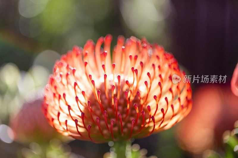 橙色针垫花，微距摄影，美丽的自然背景与复制空间