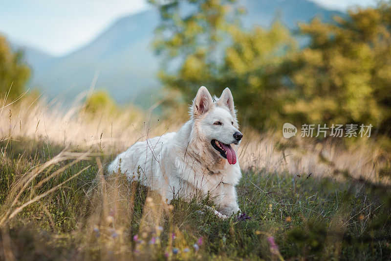 白色牧羊犬躺在田野里