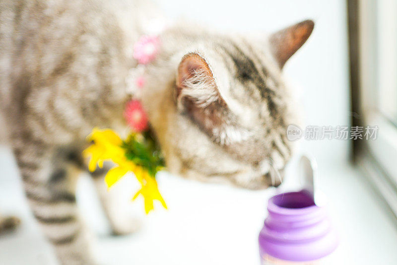 毛茸茸的虎斑猫和粉色塑料药瓶