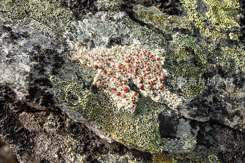 石头上的芽、苔藓和黄色地衣。极地植物。旅行的概念。