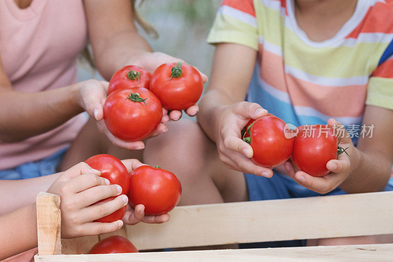 有两个孩子的家庭在温室里用番茄工作