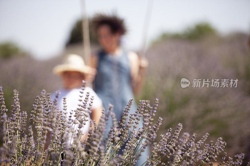 母亲和儿子在薰衣草地里