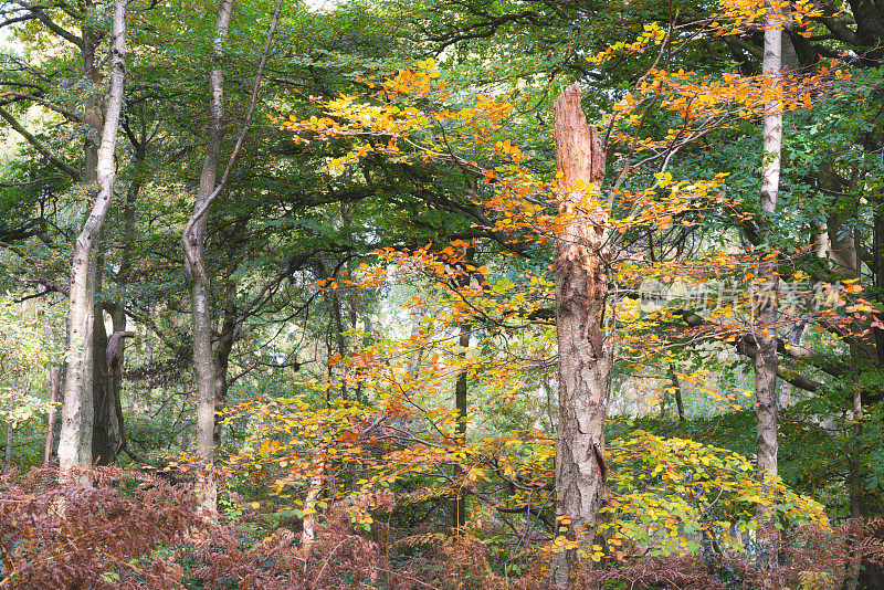 秋天的森林风景