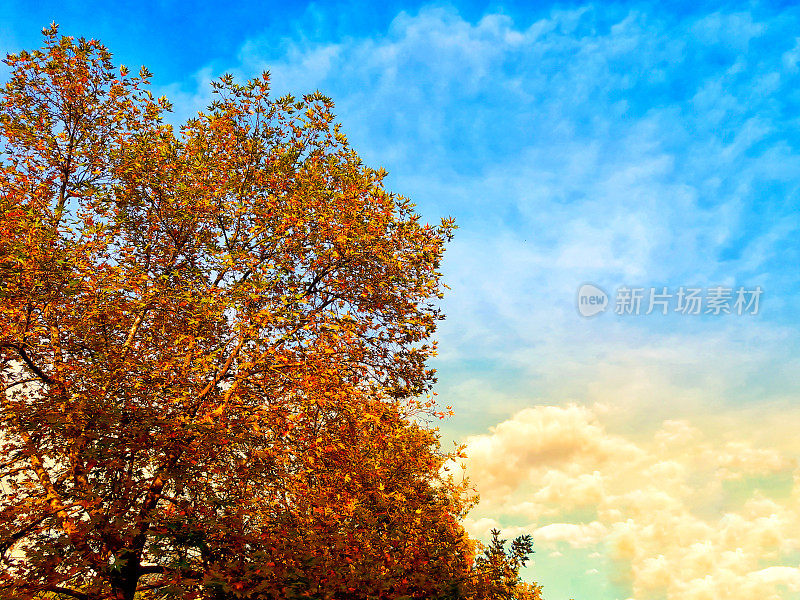 枫叶树的背景，彩色和多云的日落天空。