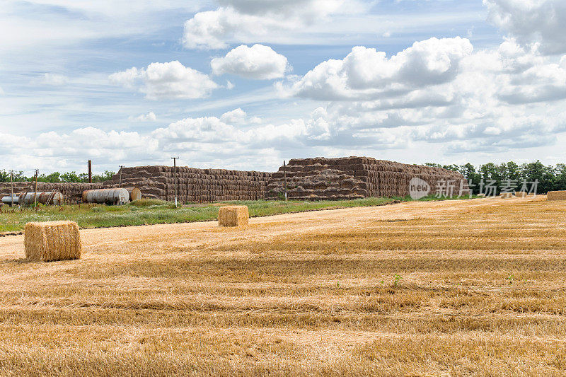 收割谷物的麦田里有小麦、大麦、黑麦等谷物，以草垛、草垛、草垛等立方体矩形形状的草垛，在云雾蓝天的背景下，农业农业是农村经济的农学概念