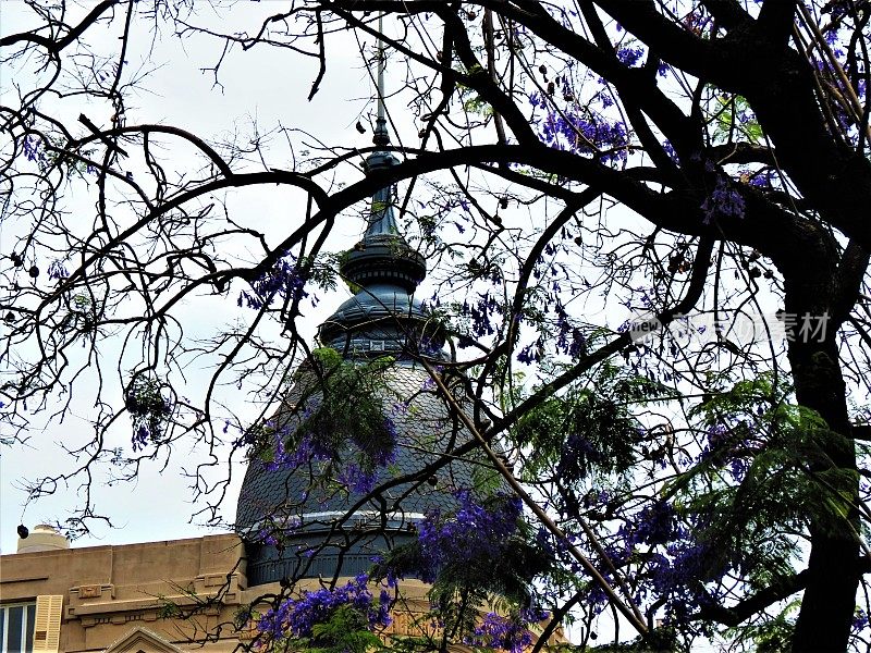 阿根廷布宜诺斯艾利斯圣马丁广场附近开花的蓝花楹树和建筑物。
